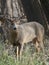 Large Antlered Deer