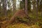 Large ants nest in coniferous taiga forest, Northern Finland