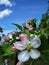 Large apple flower