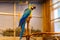 Large Ara from neotropical genus of macaws parrot family