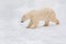 Large arctic bear is walking on white snow. Animals in wildlife.