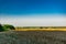 Large areas of fields with wheat and barley. Russia, Rostov region, roadways near a grown crop of Golden ears