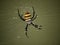 Large argiope amoena spider in a web 1