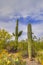 Large Arizona Saguaro Cactus Landscape In Vertical Orientation