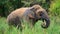 Large Asian elephant standing in the marsh and grazing fresh green grass, side view of the majestic Sri Lankan elephant at Yala