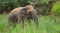 Large Asian elephant standing in the marsh and grazing fresh green grass, side view of the majestic Sri Lankan elephant at Yala