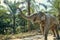 Large Asian elephant walking along a jungle path