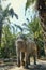 Large Asian elephant walking through a tropical forest