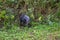 Large asian water buffalo with impressive horns curving downward standing tied in field in the Vinales Valley