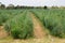 Large asparagus field in Petchaburi