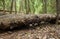 Large aspen trunk in forest