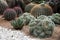 Large Assorted Cacti in the garden