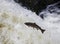 Large Atlantic salmon leaping up the waterfall on their way migration route to their spawning grounds