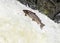 Large Atlantic salmon leaping up the waterfall on their way migration route to their spawning grounds