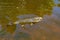 Large Atlantic salmon swimming in a river