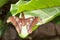 Large Atlas moth tropical butterfly Attacus atlas resting