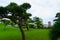 Large and attractive landscape garden in Tokyo. Japanese garden on the background of modern building