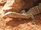 A large Australian monitor lizard close up
