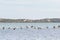 Large Australian Pelican water birds flying in line at Coorong n