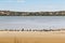 Large Australian Pelican water birds resting on the beach at Coo