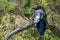 Large Australian Raven perching on tree branch.