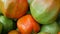 Large autumn harvest of ripe and unripe green and red tomatoes, close up view