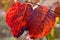 Large autumn red leaves shine through in the sun.