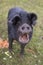 Large back pig on a farm with its mouth open