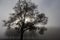 Large backlit tree in silhouette in heavy fog