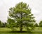 Large bald cypress in Forest Park in the City of Saint Louis, Missouri.