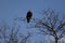 A large Bald Eagle Perched in a tree watching