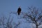 A large Bald Eagle Perched in a tree watching
