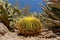 Large Ball Cactus, other cacti in background