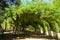 The large bamboo arch is a shady archway