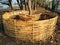 Large bamboo basket which  made around tree  to store dry leaves for compost