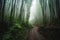 Large bamboo forest in mountain road after the rain, tropical landscape, dirt path road in the jungle