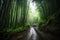 Large bamboo forest in mountain road after the rain, tropical landscape, dirt path road in the jungle