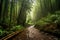 Large bamboo forest in mountain road after the rain, tropical landscape, dirt path road in the jungle