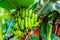 Large banana bunch on a tree, fruit bearing plants, edible banana plant specie from Asia