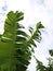 A large banana leaf against a white sky