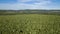 Large banana plantation. Aerial capture with drone