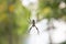 Large Banana Spider in Web Outside