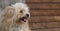 A large banner with a shaggy fawn puppy sits against a wooden wall, opened its mouth and showed clean white teeth, sticking out