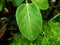 A large banyan leaf has nice rain drops on its surface in my garden