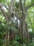 Large Banyan Tree