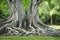 A large banyan tree in the back of the Edison and Ford Winter Estates in Ft. Myers, Florida.