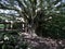 Large banyan tree in Hawaii