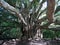 Large banyan tree in Hawaii