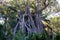 Large Banyan Tree on Lord Howe Island