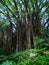 Large banyan tree with many aerial roots in Hawaii